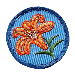 An orange tiger lily on a blue background.